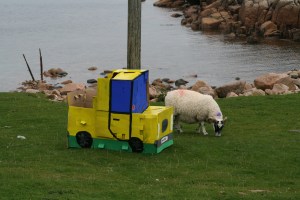 Ferocious patiently waits on the front lawn so the sheep will get used to him.