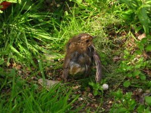 Sadly, Little Buddy was not looking too well and did not make it through the week.