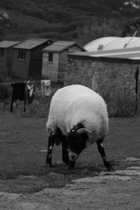 I think this one is about to pull a knife out.