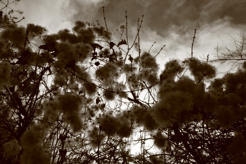 Mrs. Turkadactyl has a great eye for photography.  I just saw a bush; she saw art.