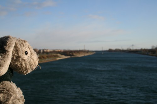 vienna08-14 Snuggles looking at the Danube, Vienna