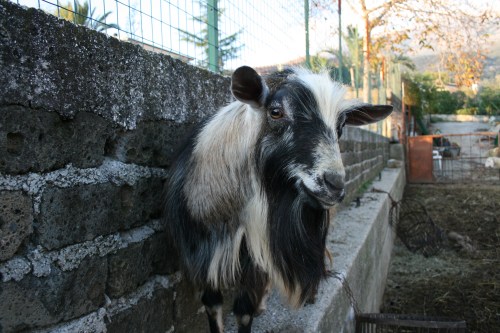 One could always use another goat for the cause.