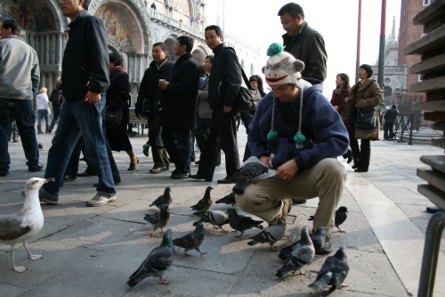 I invite the pigeons over for a meal so we can discuss our alliance.  They have a few questions.